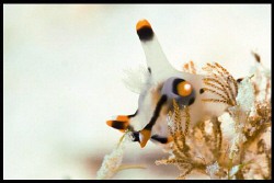 Mabul nudi in Stingray City. by Soren Egeberg 